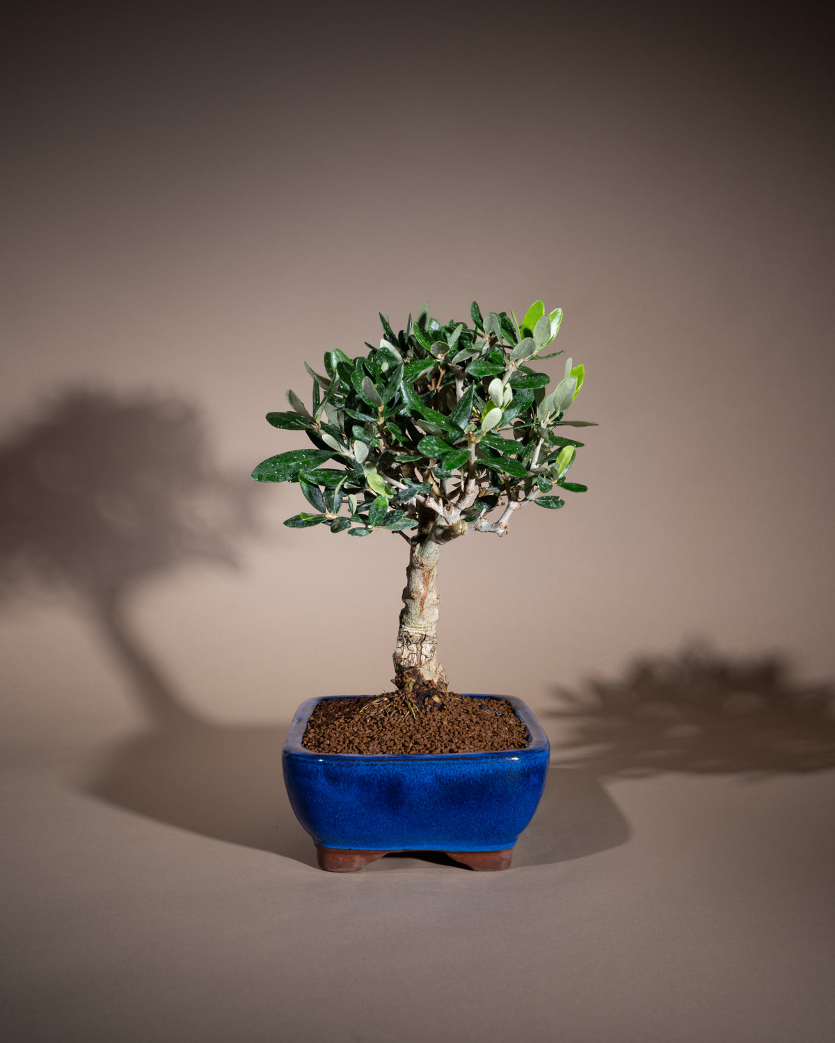 Olea europaea – Olivenbaum