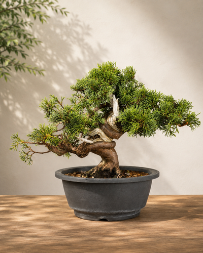 Juniperus chinensis – Ginepro cinese