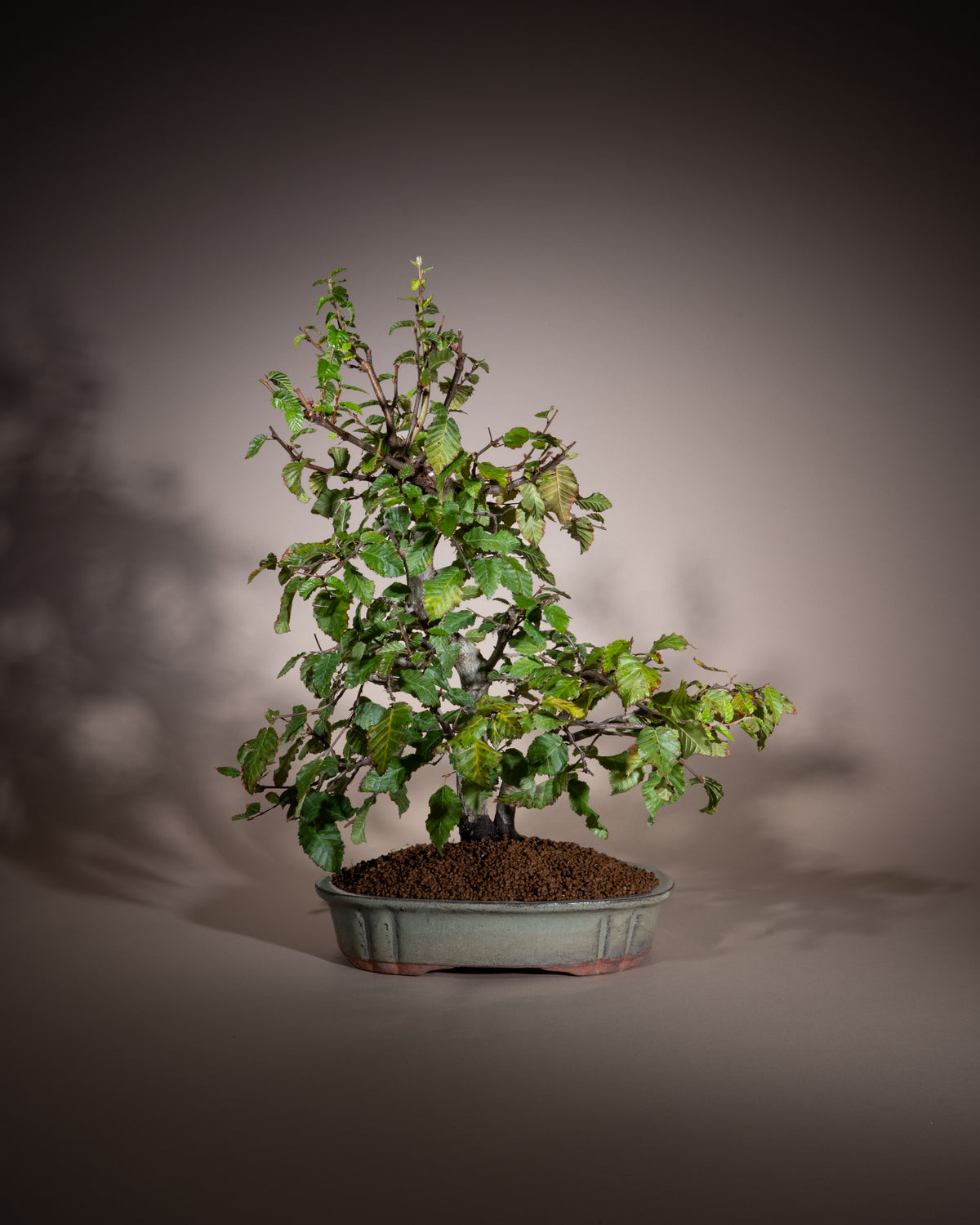 Carpinus orientalis – Oriental Hornbeam