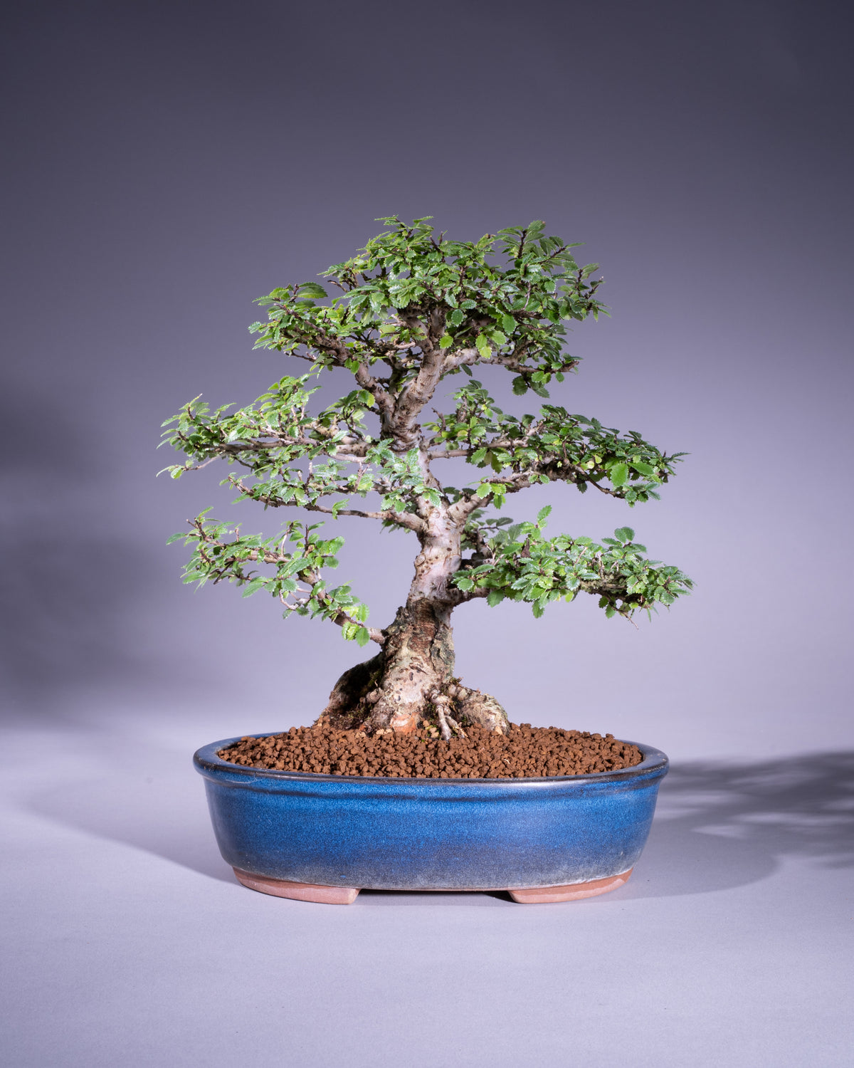 Zelkova