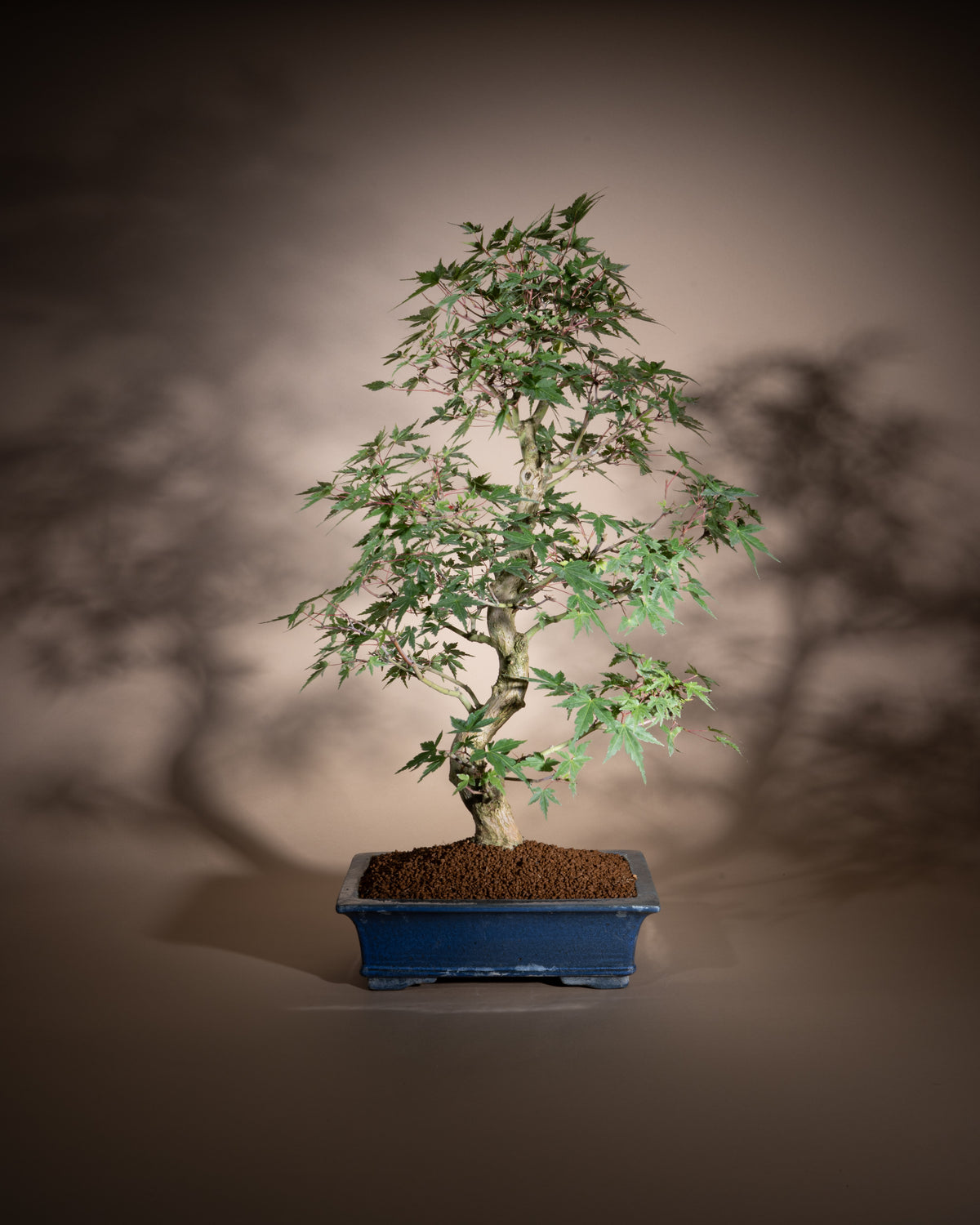 Acer palmatum – Fächer-Ahorn