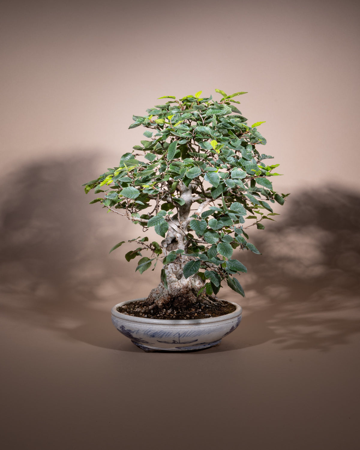 Carpinus coreana – Korean Hornbeam