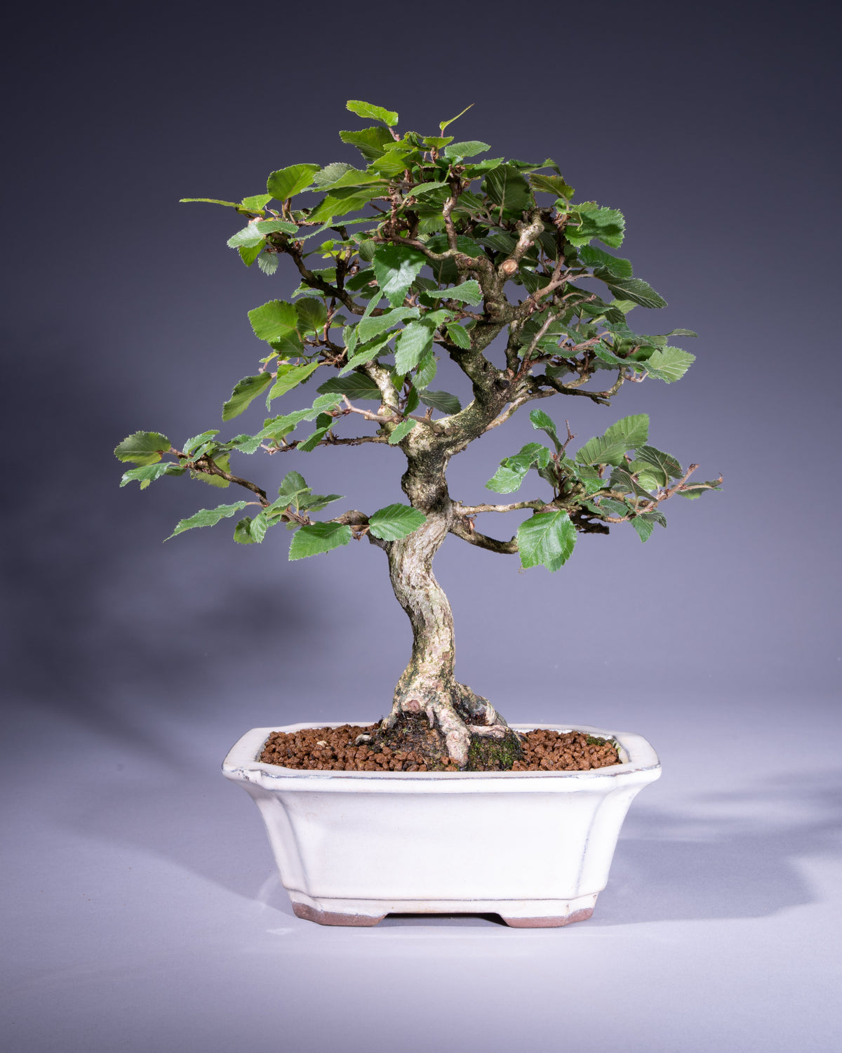 Carpinus coreana – Koreanische Hainbuche