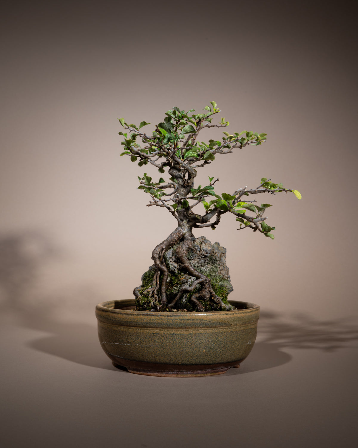 Chaenomeles speciosa – Chinesische Zierquitte