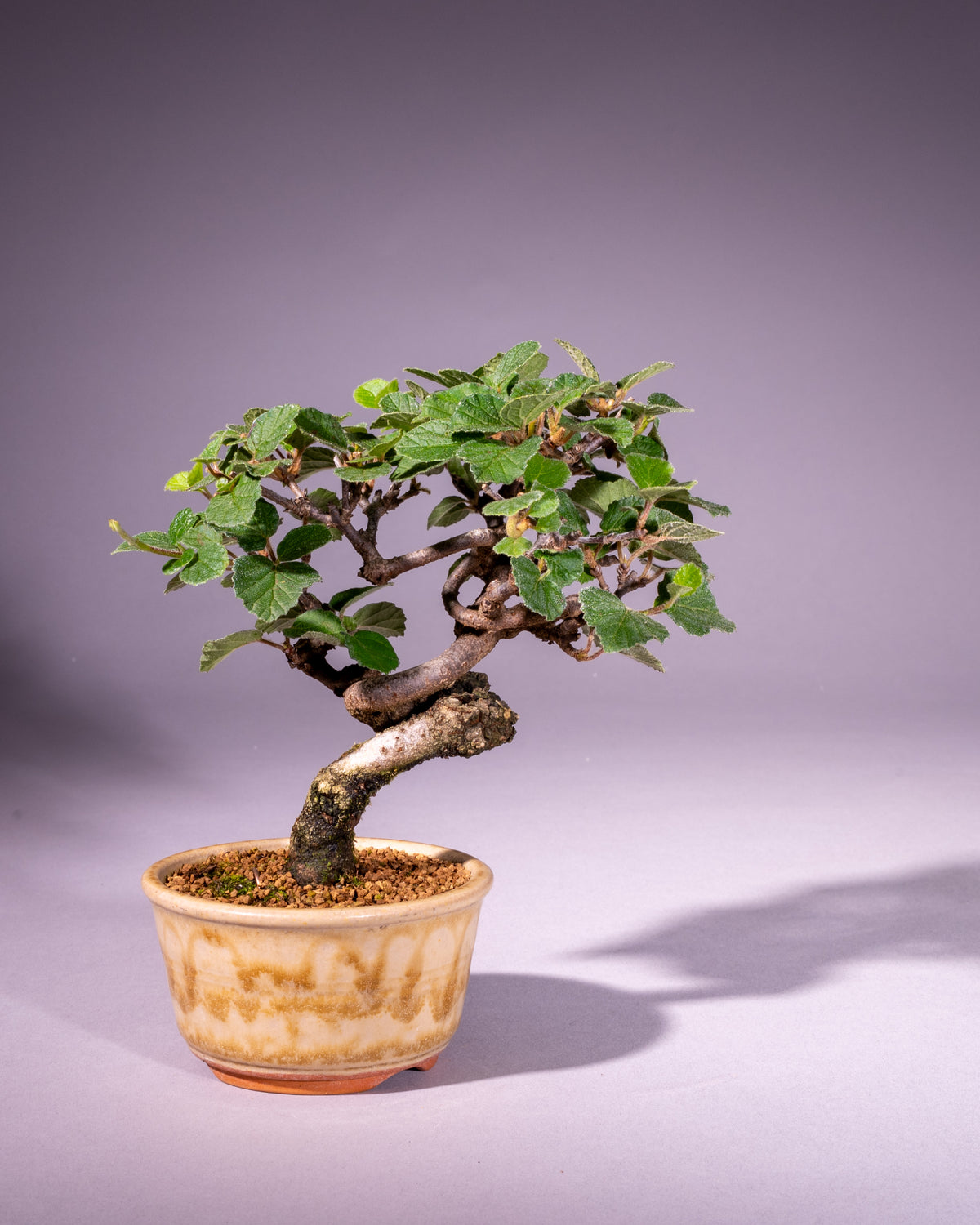 Viburnum – Schneeball