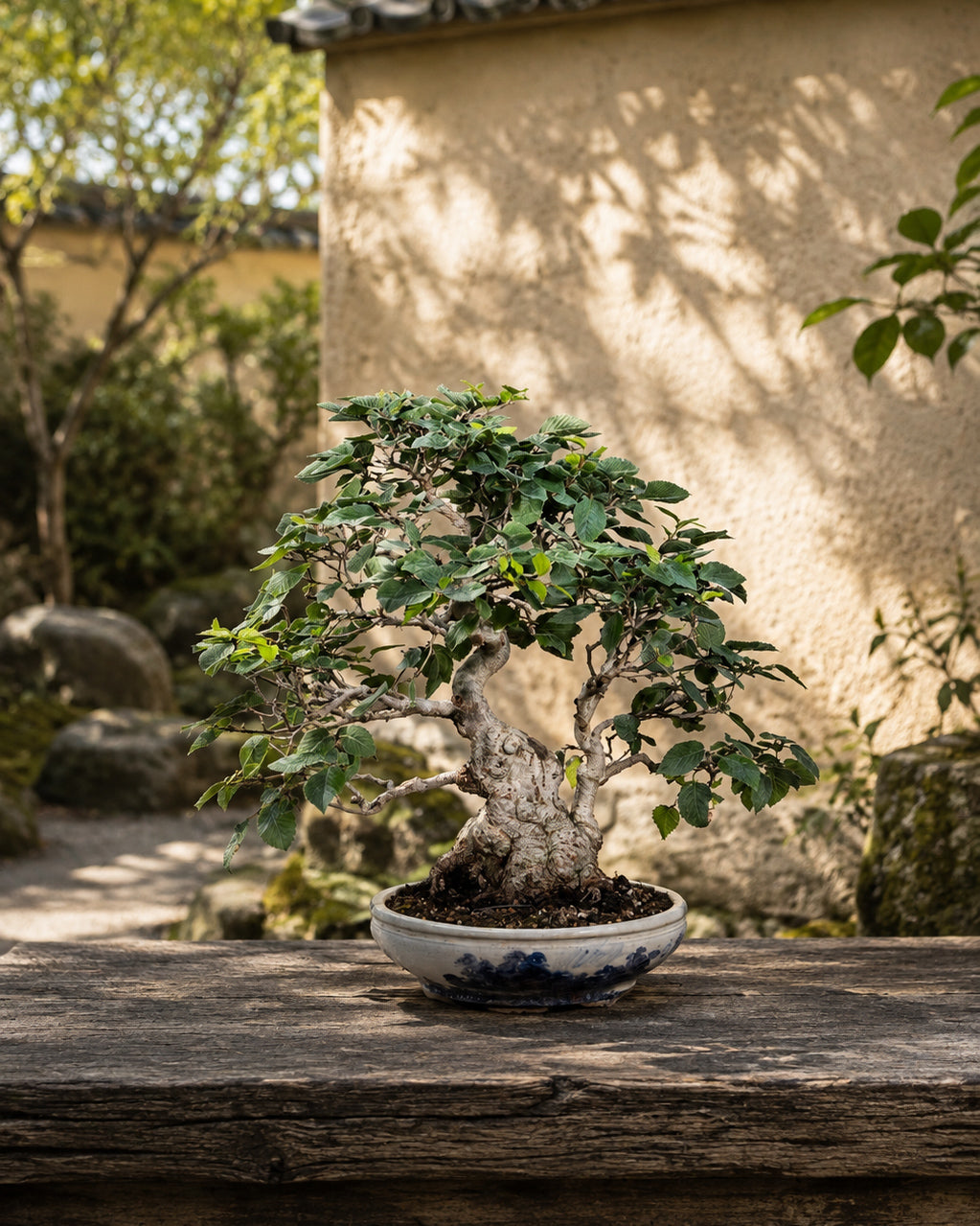 Carpinus coreana – Korean Hornbeam