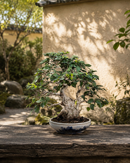 Carpinus coreana – Carpino coreano