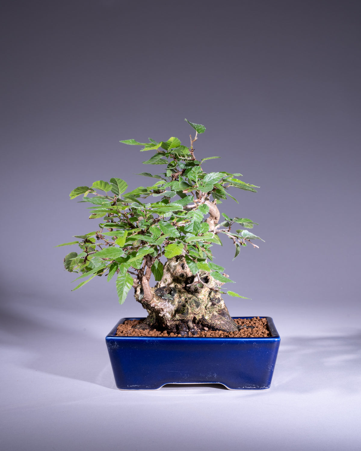 Carpinus coreana – Koreanische Hainbuche