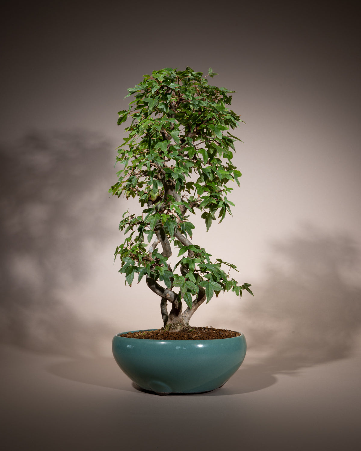 Acer buergerianum – Dreispitz-Ahorn