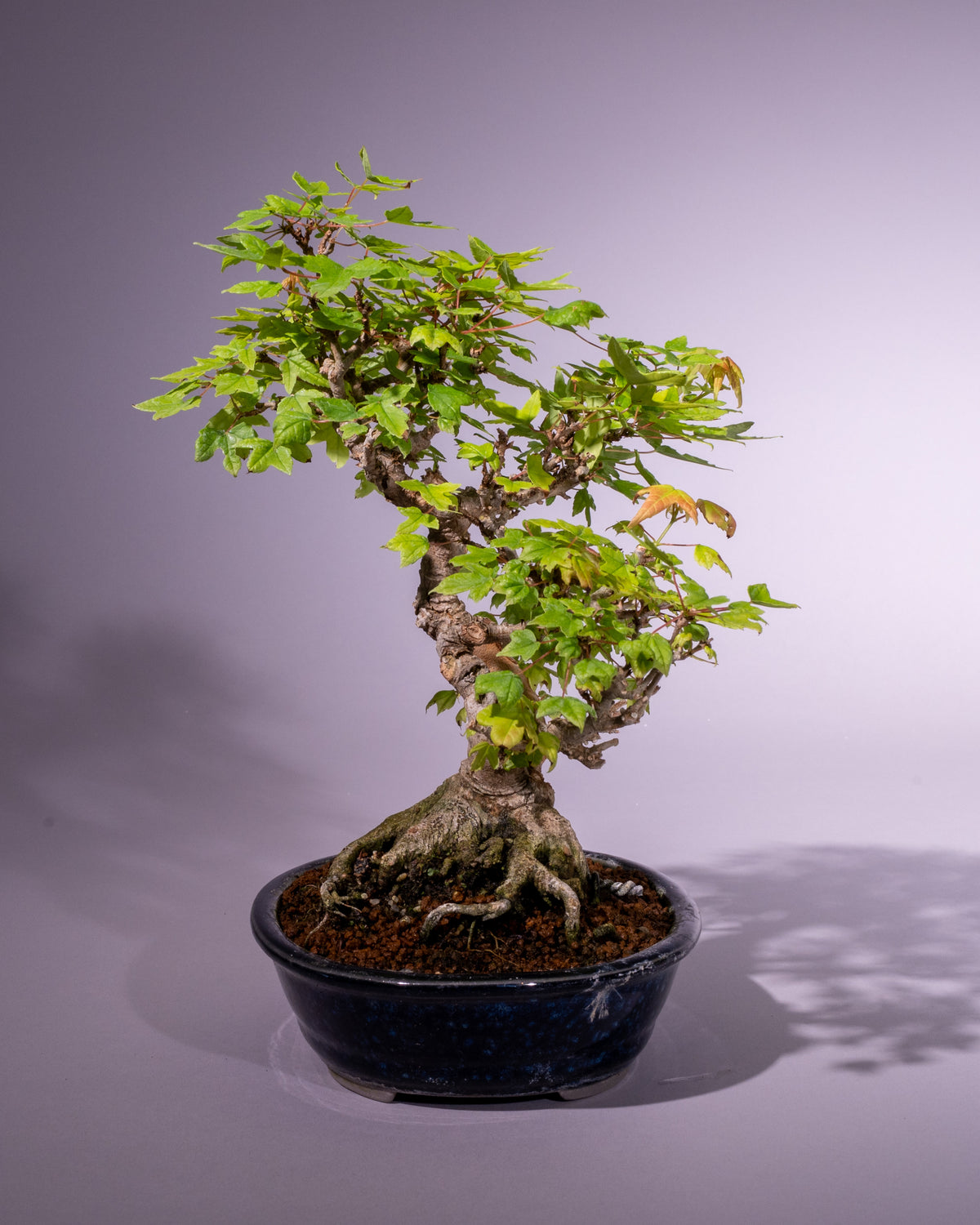 Acer buergerianum – Dreispitz-Ahorn