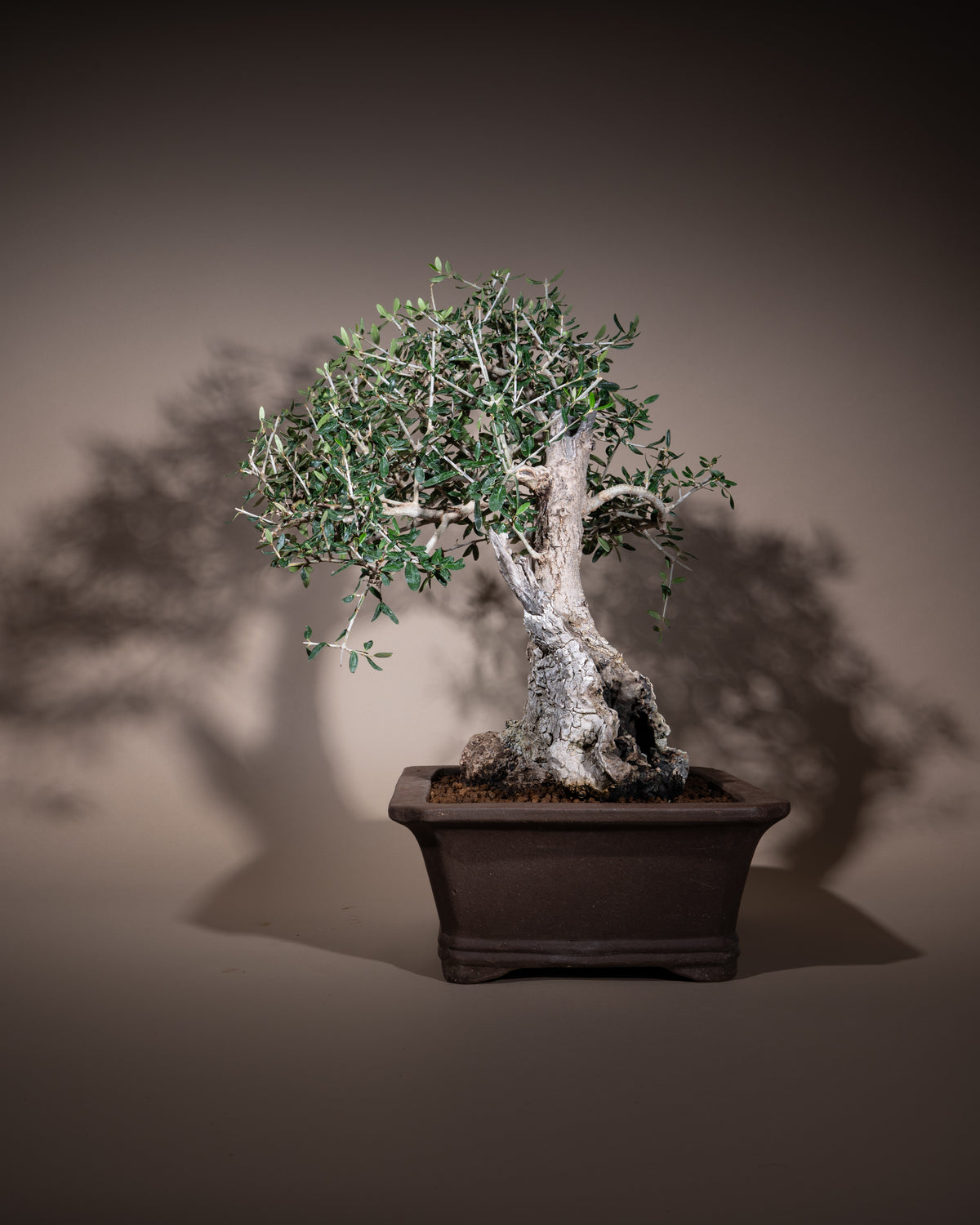 Olea europaea – Olivenbaum