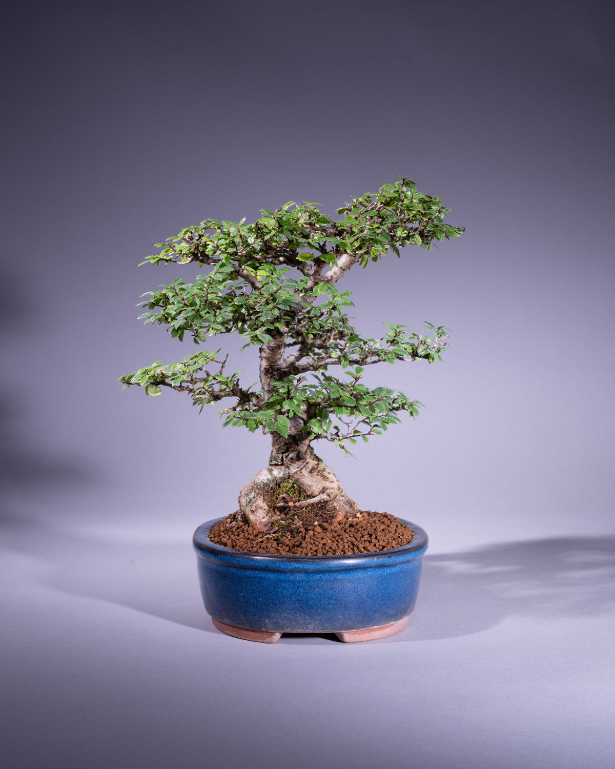 Zelkova