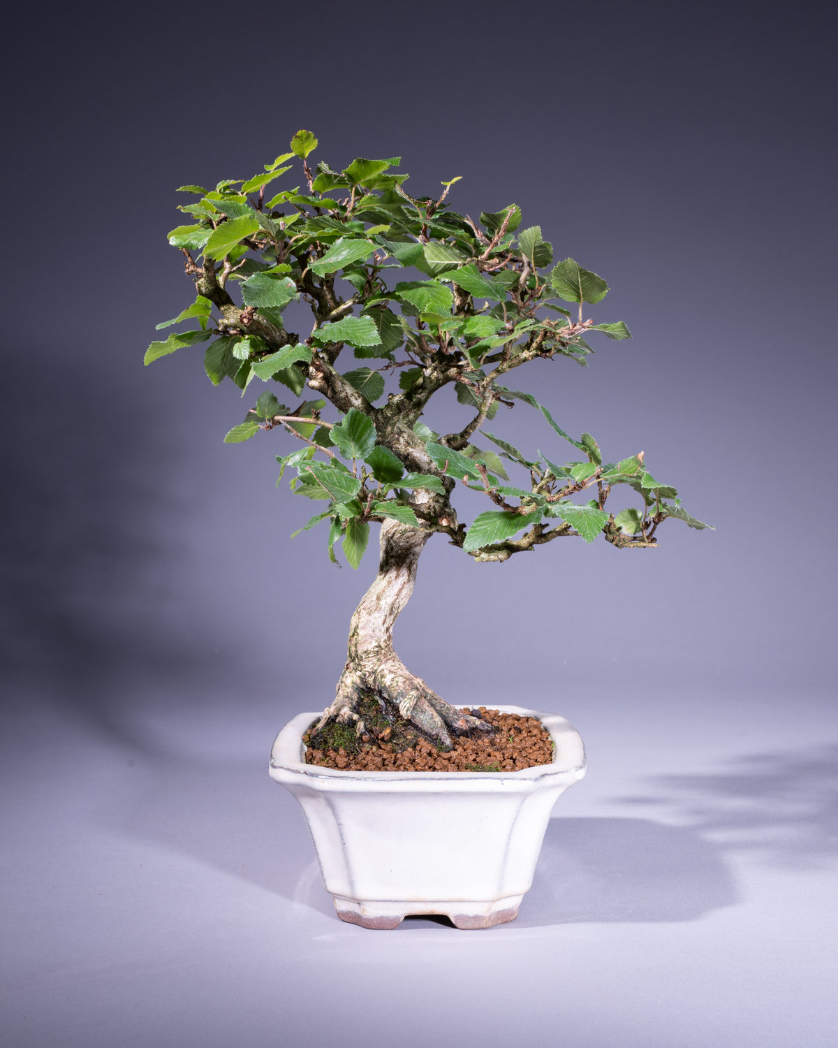 Carpinus coreana – Koreanische Hainbuche