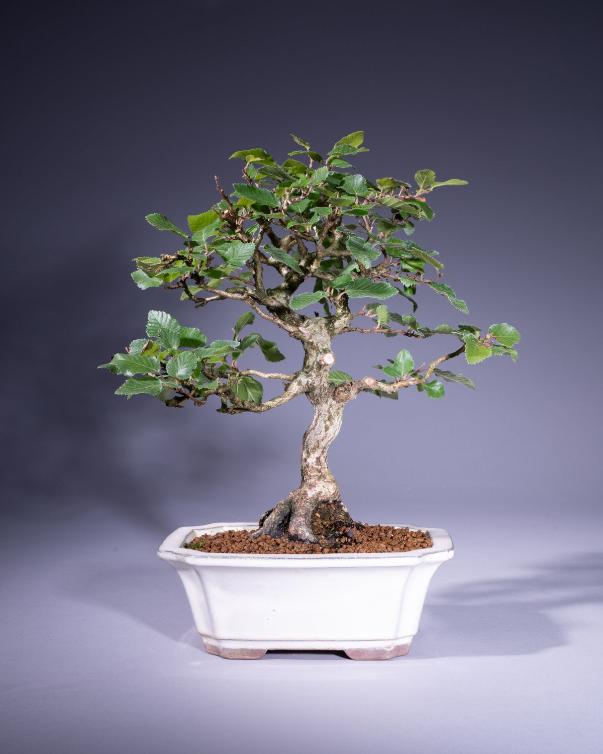 Carpinus coreana – Koreanische Hainbuche