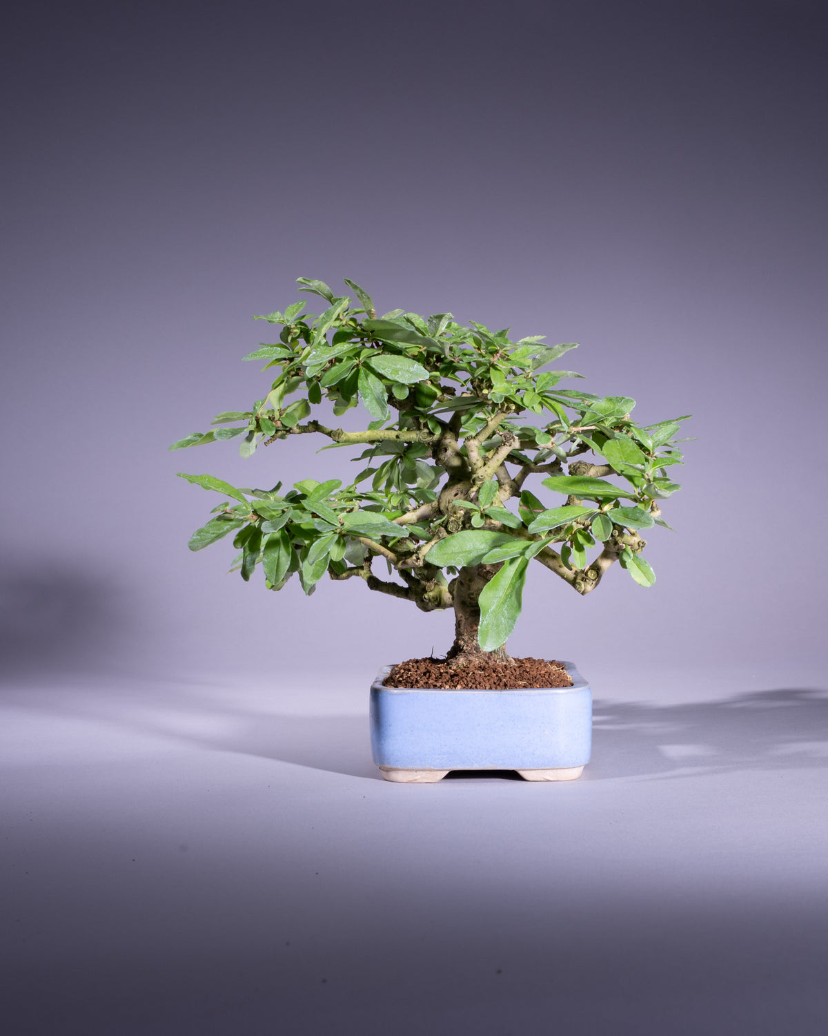 Ligustrum japonicum – Japanischer Liguster