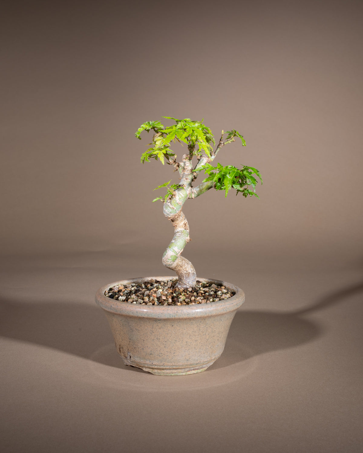 Acer palmatum 'Kotohime' – Fächer-Ahorn