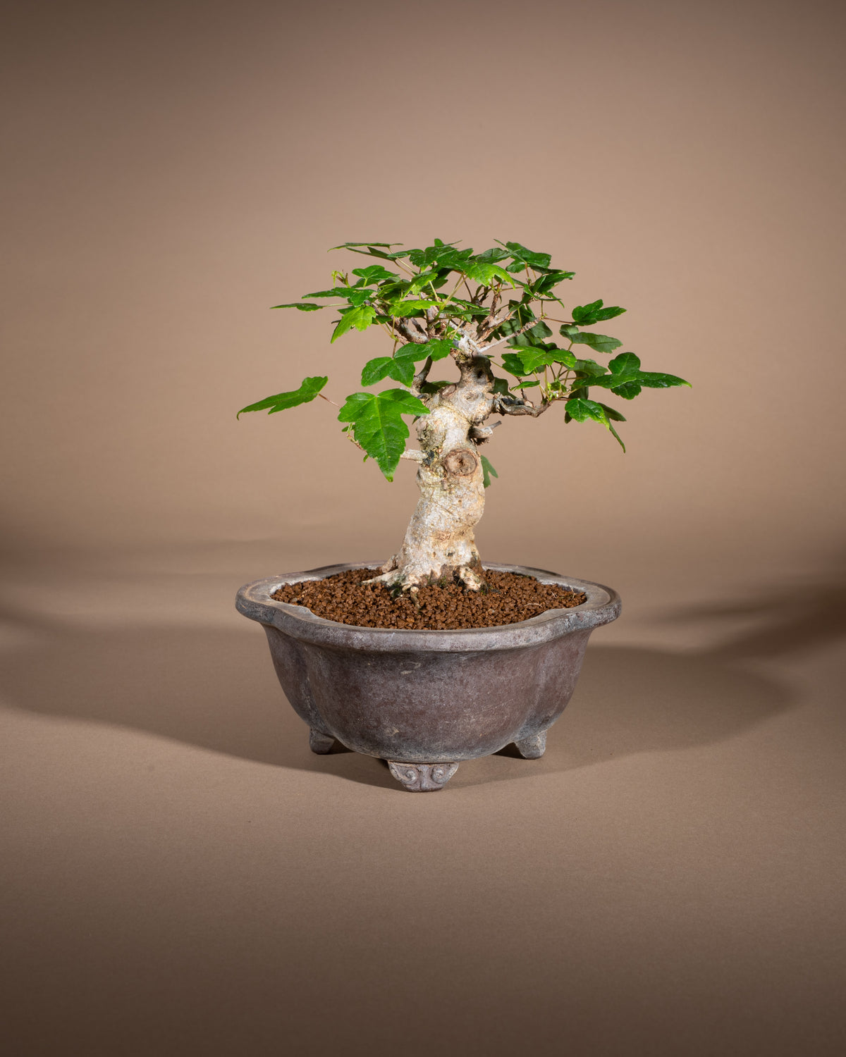 Acer buergerianum – Dreispitz-Ahorn
