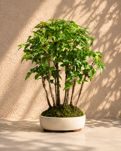 Acer buergerianum – Acero tridente