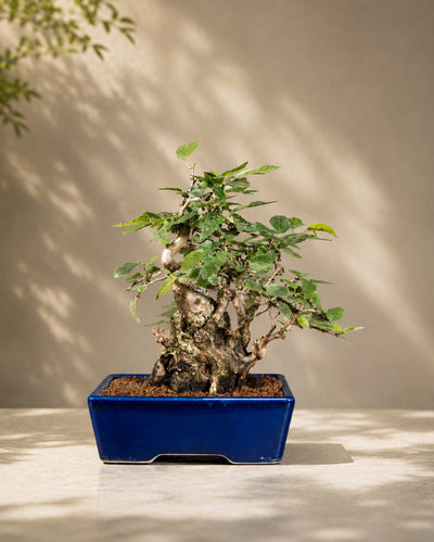 Carpinus coreana – Carpino coreano