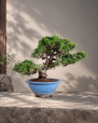 Juniperus chinensis 'Itoigawa' – Ginepro cinese