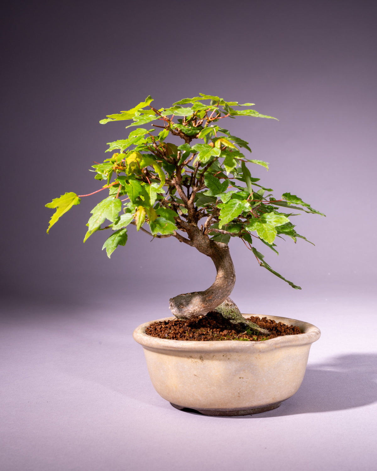 Acer buergerianum – Dreispitz-Ahorn