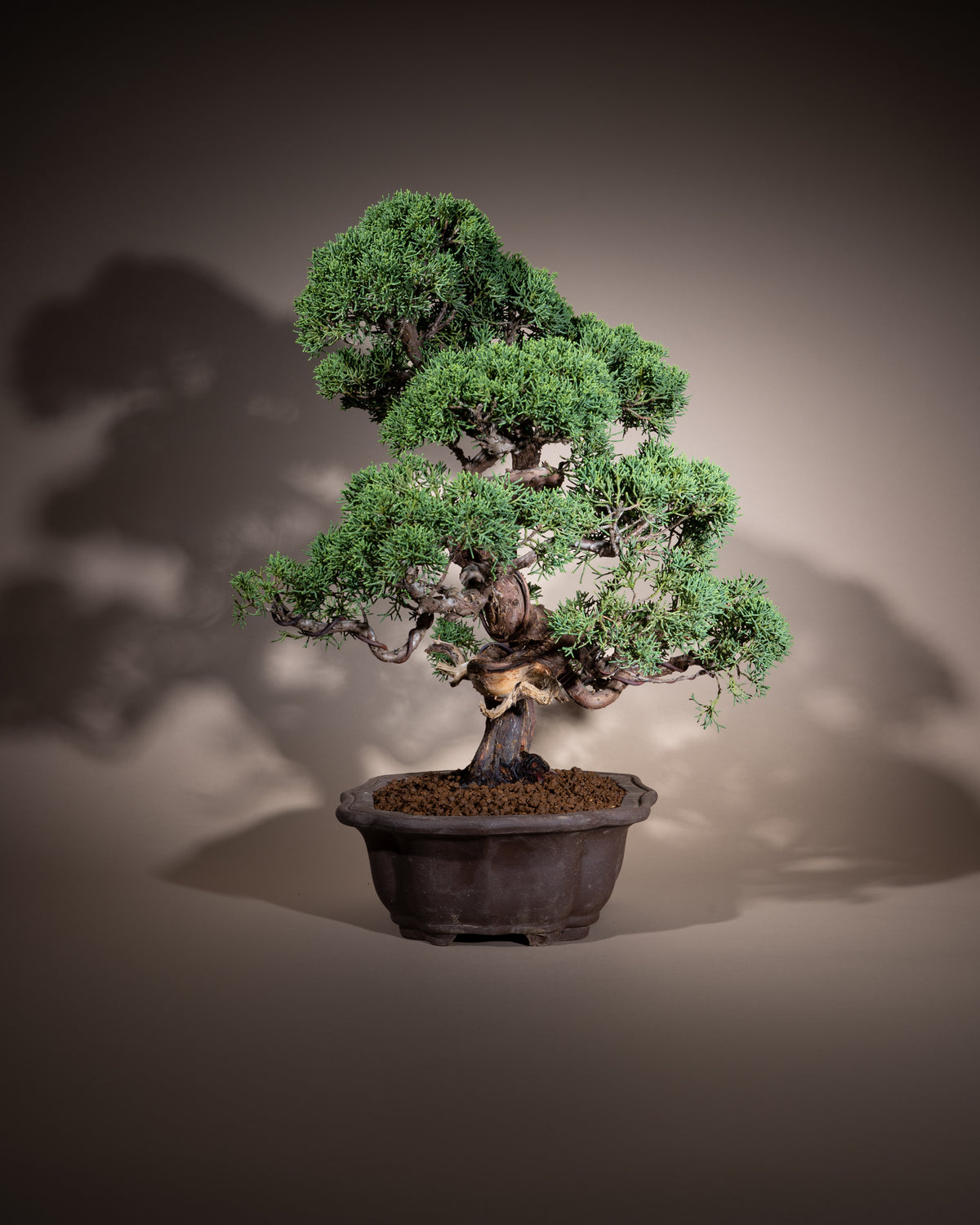 Juniperus chinensis 'Kishu' – Chinesischer Wacholder