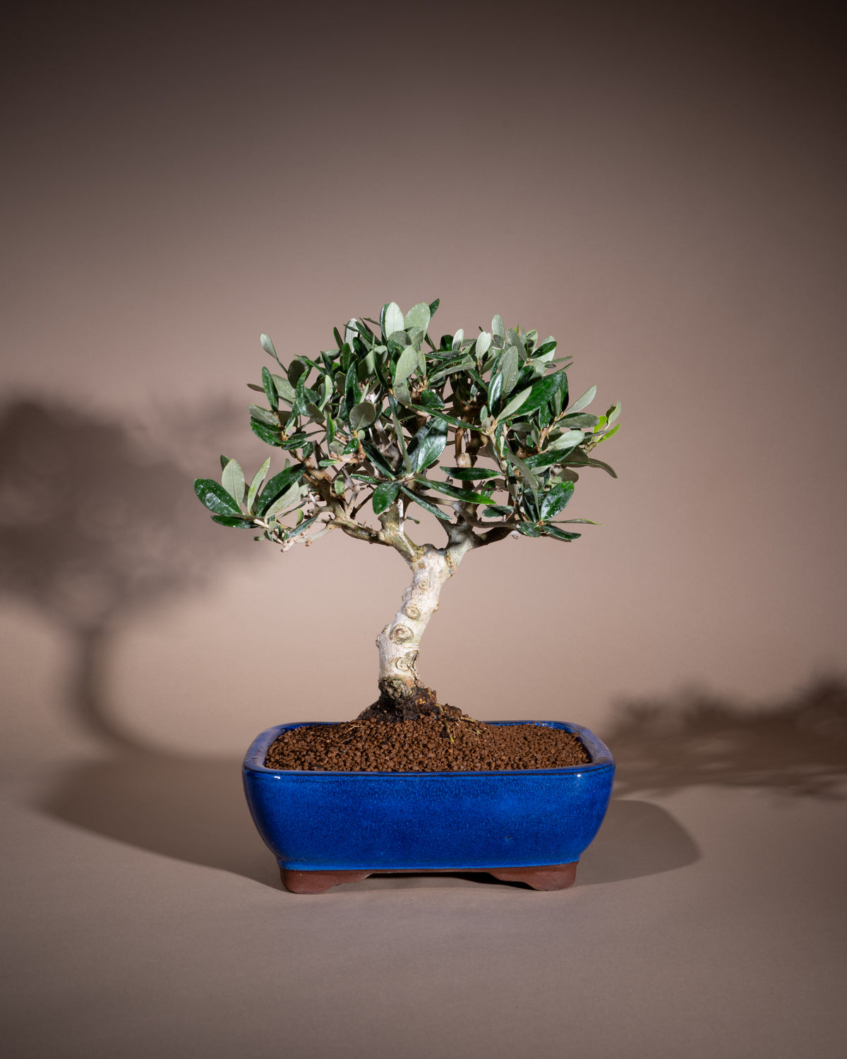 Olea europaea – Olivenbaum