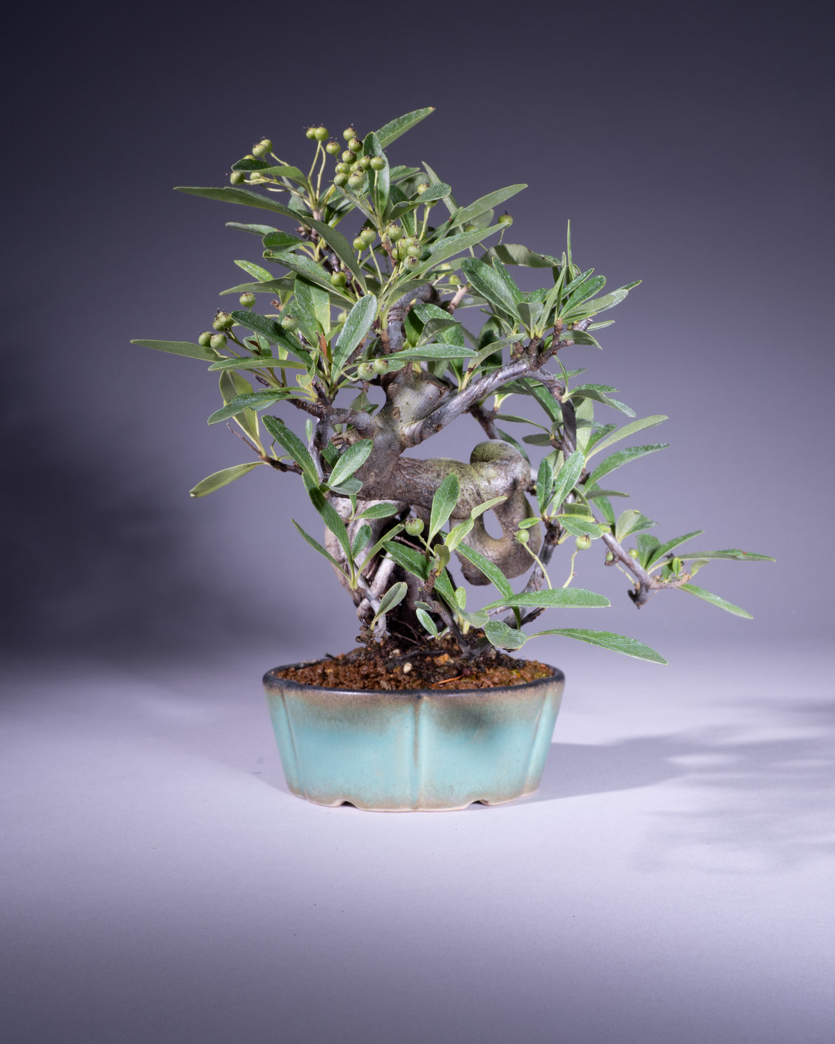 Pyracantha – Feuerdorn