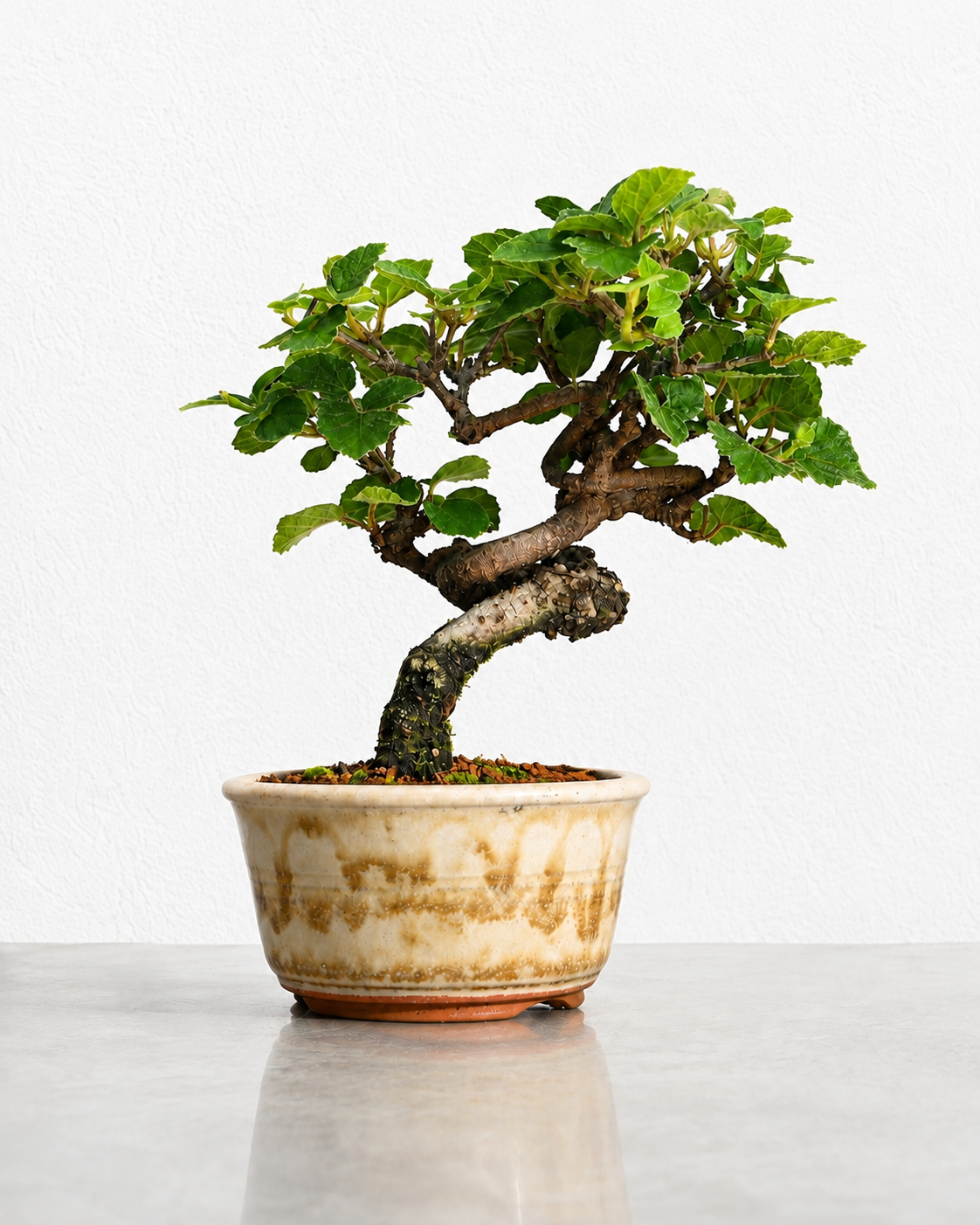 Viburnum – Schneeball