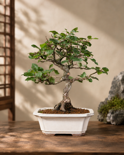 Carpinus coreana – Carpino coreano