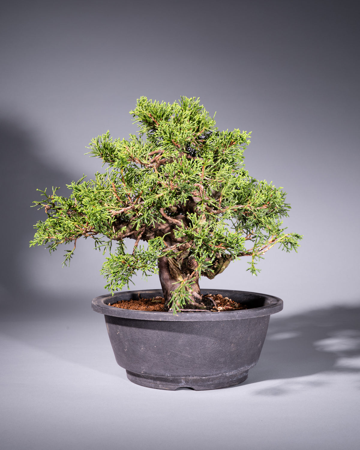 Juniperus chinensis – Chinesischer Wacholder