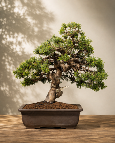 Juniperus chinensis – Ginepro cinese