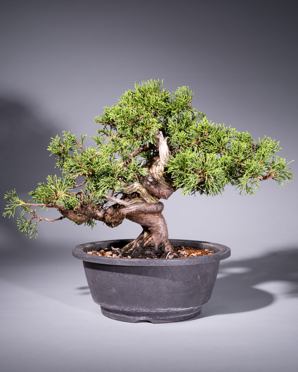 Juniperus chinensis – Chinesischer Wacholder