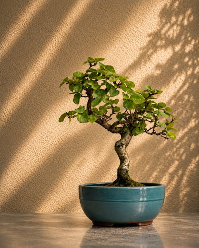 Carpinus coreana – Carpino coreano