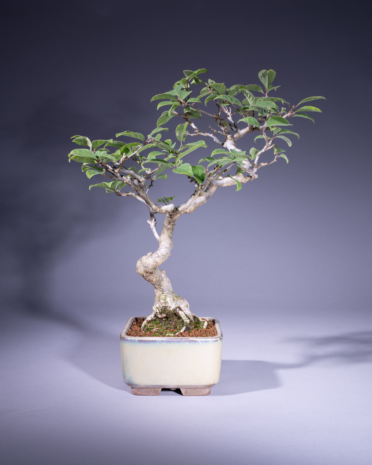 Ilex serrata – Japanische Winterbeere