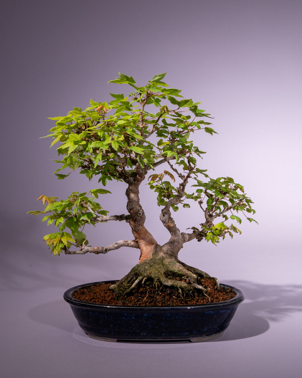 Acer buergerianum – Dreispitz-Ahorn