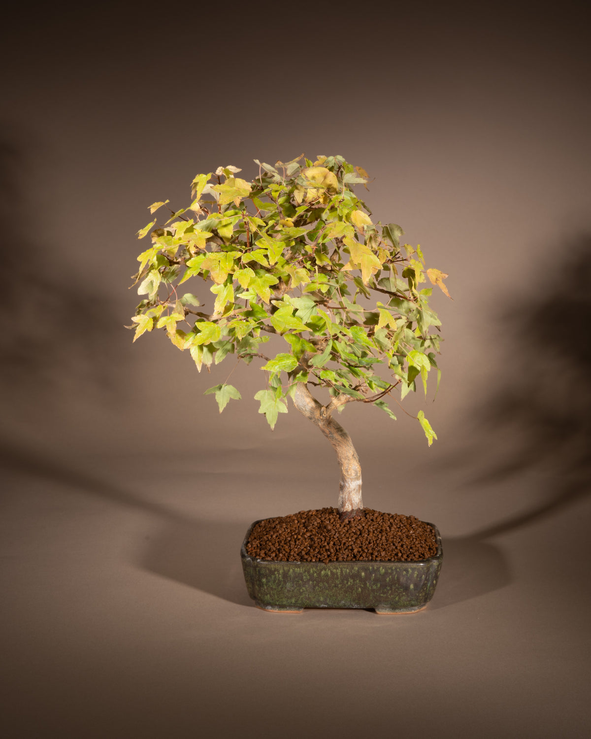Acer buergerianum – Dreispitz-Ahorn
