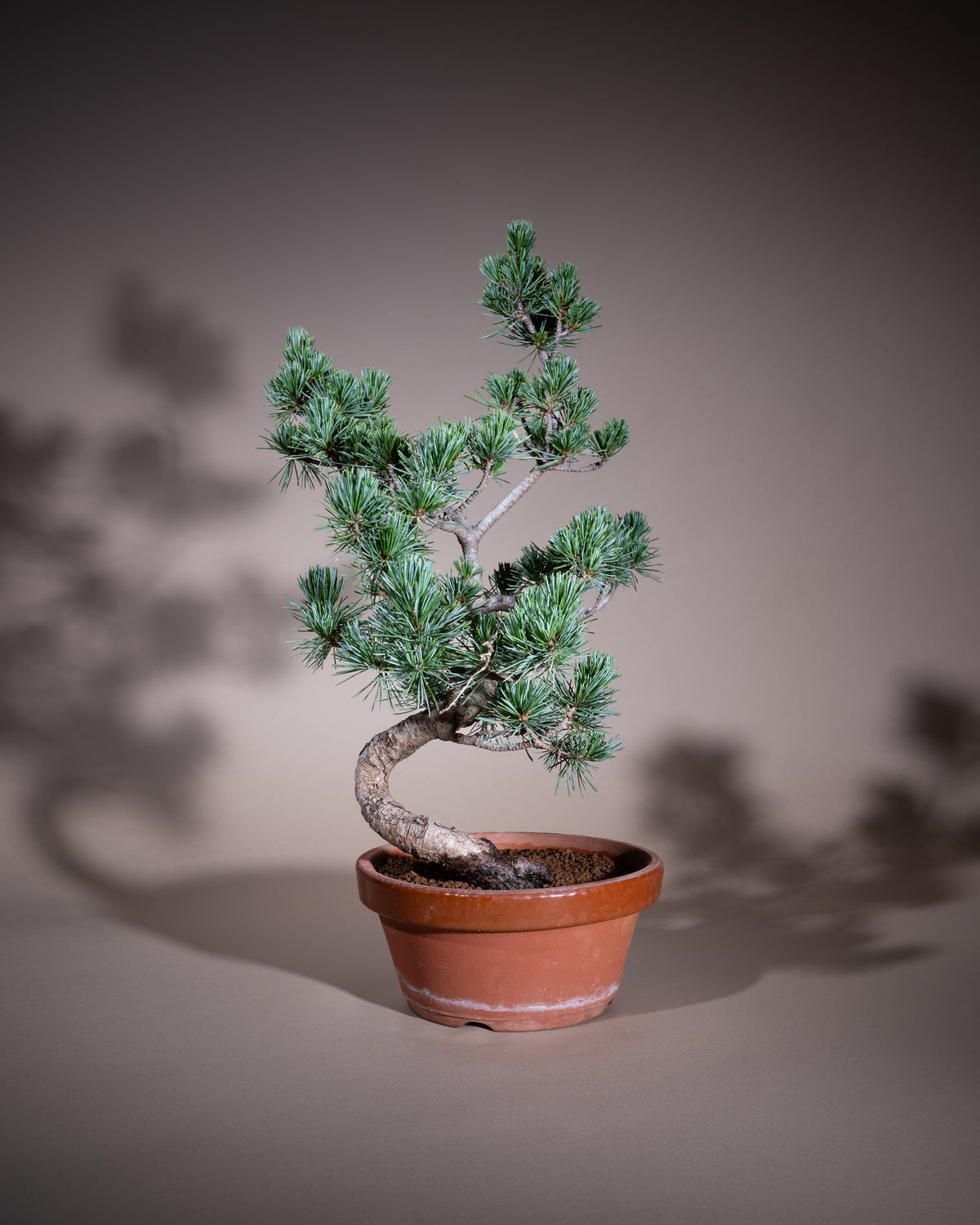 Pinus pentaphylla – Mädchen-Kiefer