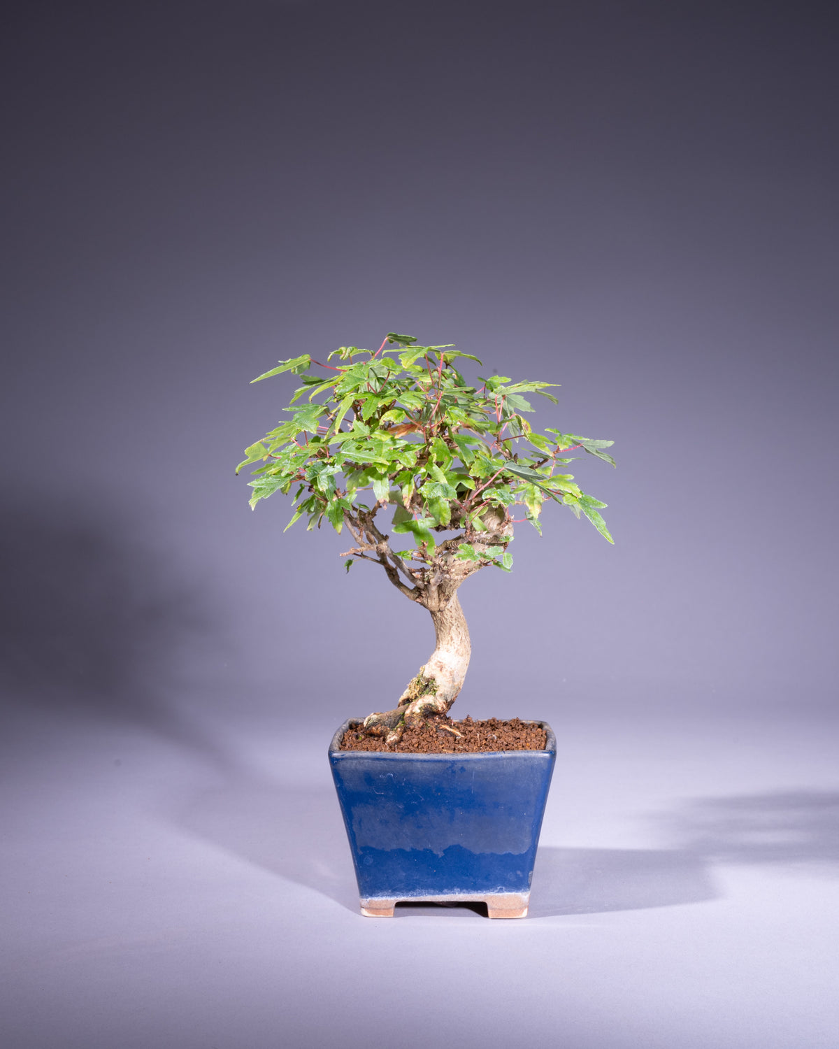 Acer buergerianum – Dreispitz-Ahorn