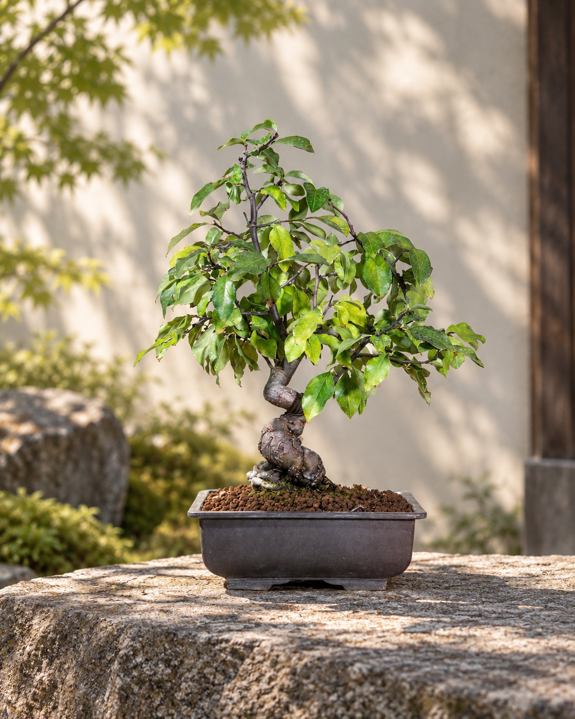 Pseudocydonia sinensis – Chinesische Quitte