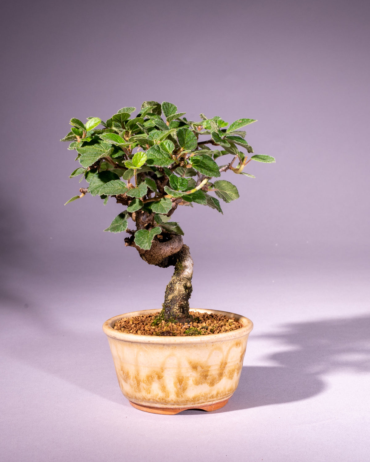 Viburnum – Schneeball
