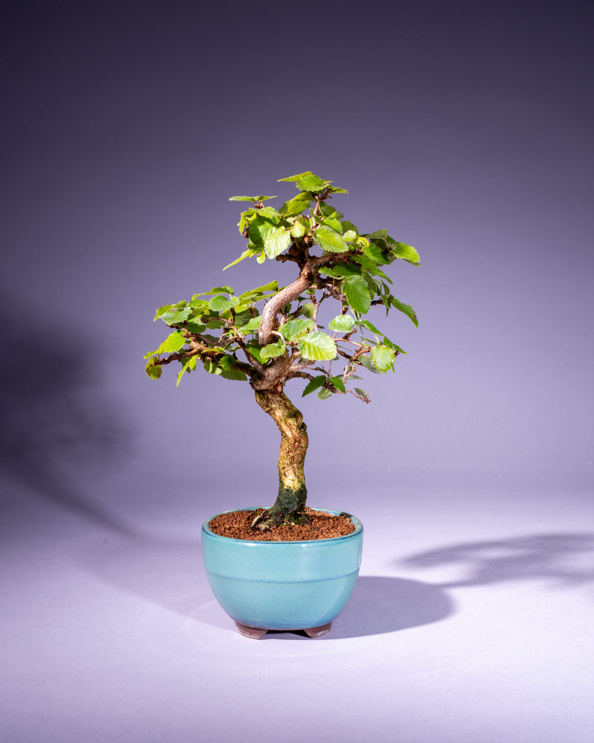 Carpinus coreana – Koreanische Hainbuche