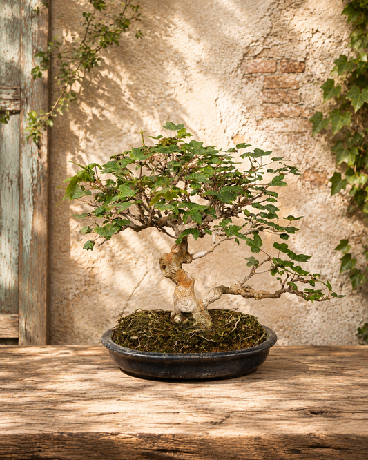 Acer buergerianum – Acero tridente