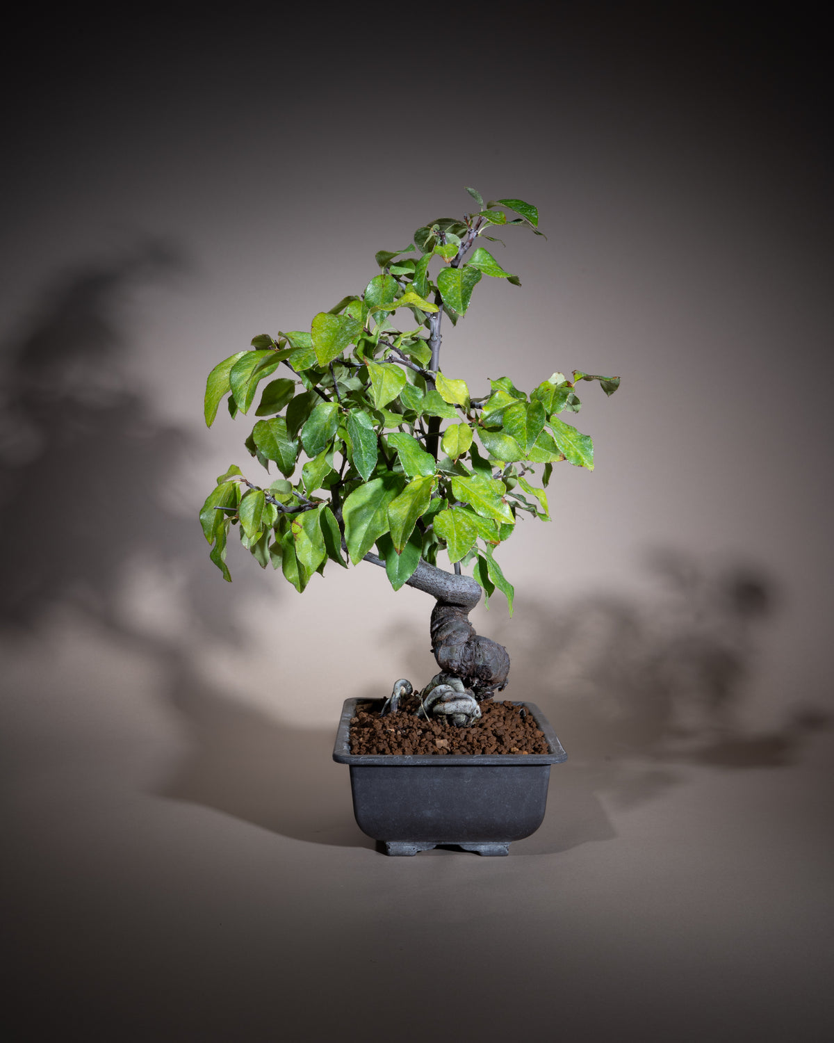 Pseudocydonia sinensis – Chinesische Quitte