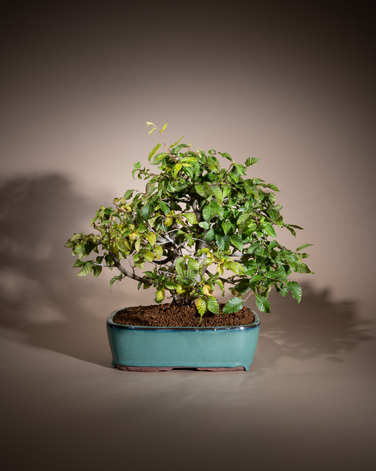 Carpinus orientalis – Orientalische Hainbuche
