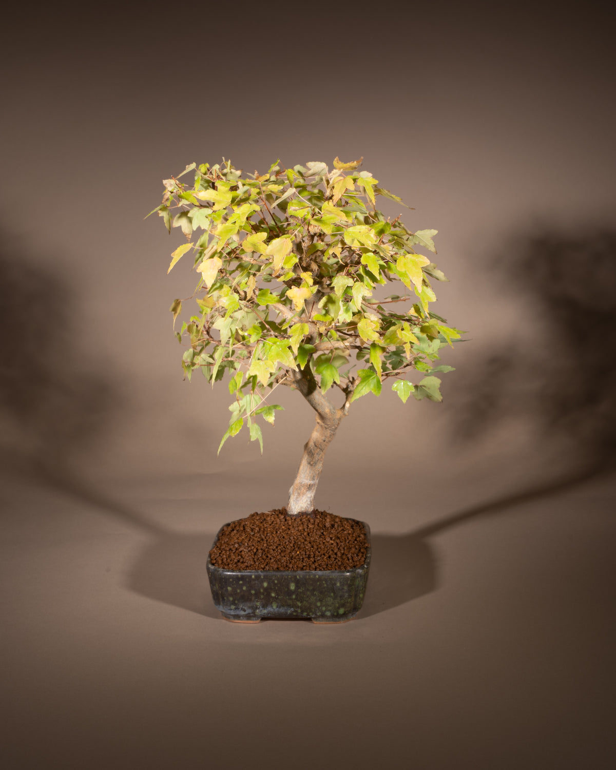 Acer buergerianum – Dreispitz-Ahorn