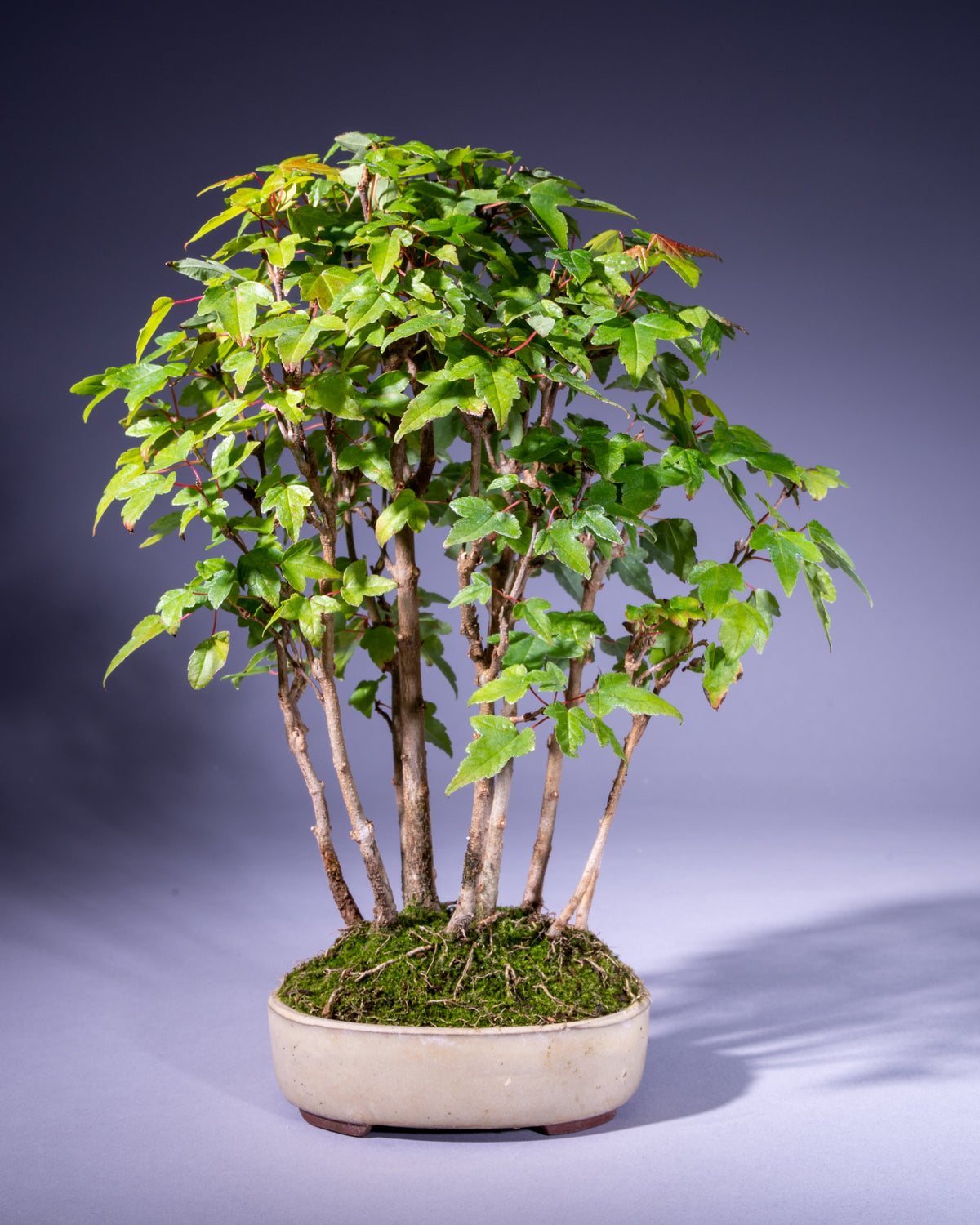 Acer buergerianum – Dreispitz-Ahorn