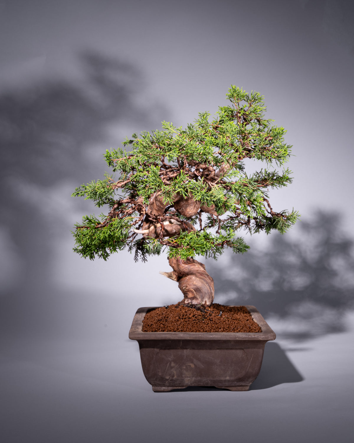Juniperus chinensis – Chinesischer Wacholder