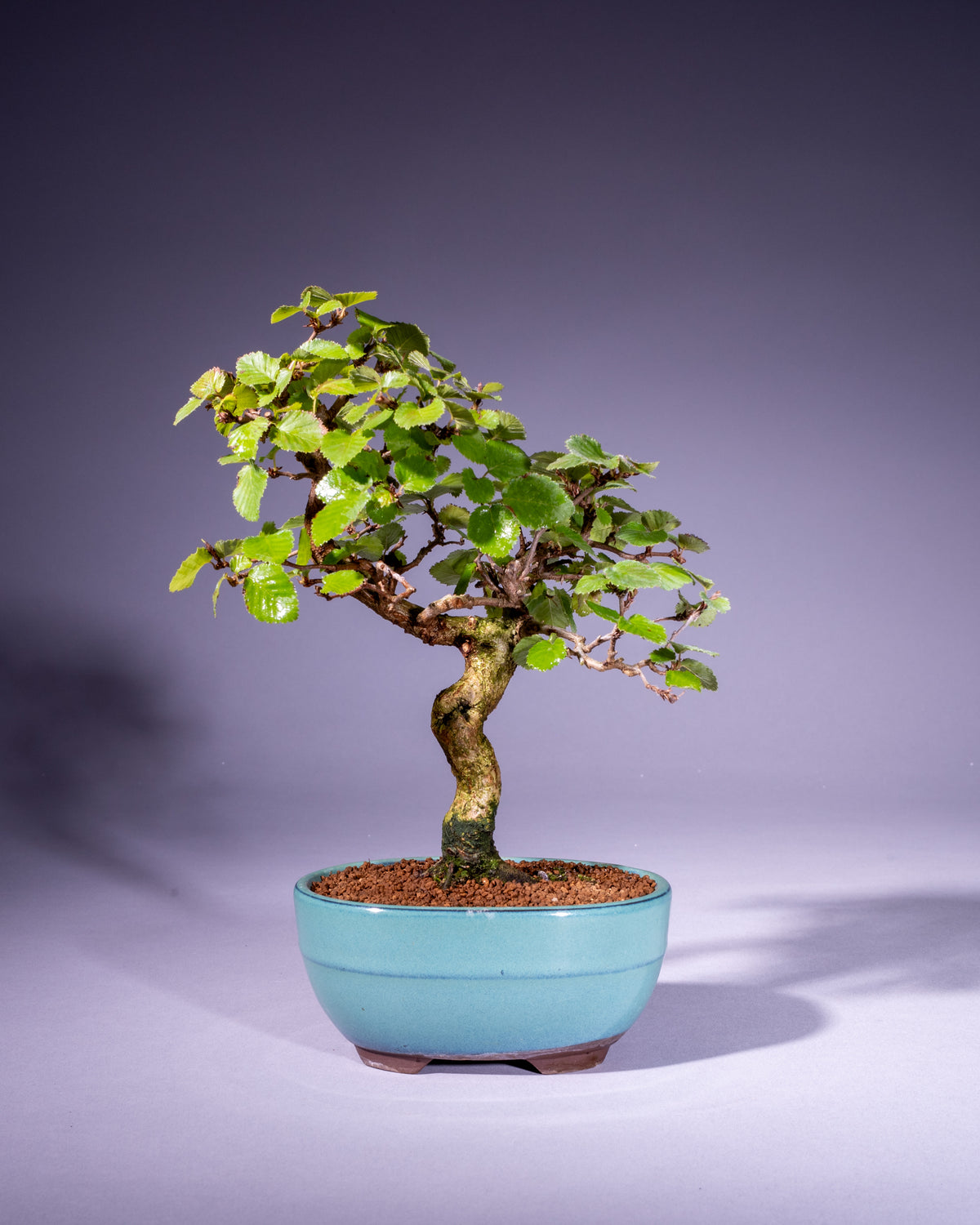 Carpinus coreana – Koreanische Hainbuche
