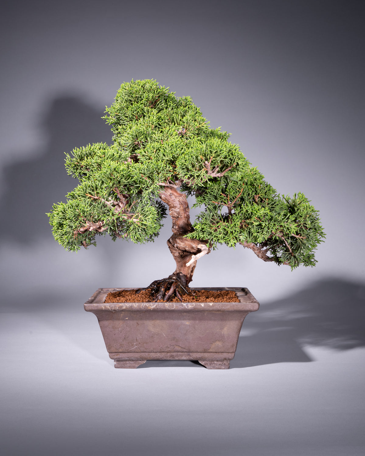 Juniperus chinensis – Chinesischer Wacholder